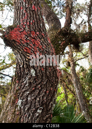 Rot-Decke Flechten (Chidecton Sanguieneum) auf eine 300 Jahre alte Eiche auf einer Hängematte in Florida Stockfoto