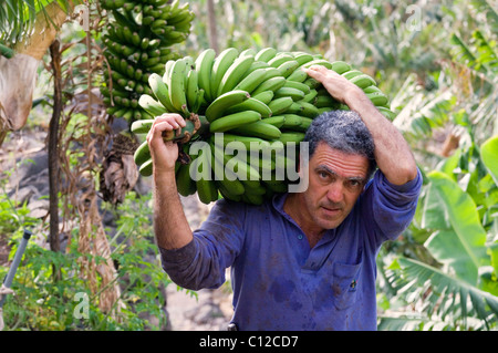 Einheimischen Bauern ernten Bananen in Bananenplantage in Hermigua auf der Insel von La Gomera, Kanarische Inseln Stockfoto