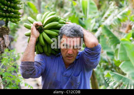 Einheimischen Bauern ernten Bananen in Bananenplantage in Hermigua auf der Insel von La Gomera, Kanarische Inseln Stockfoto