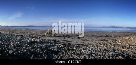 Strand mit Schafen Loch Indaal Insel Islay Inneren Hebriden Schottland Großbritannien Stockfoto