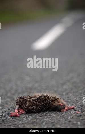 Igel Road Kill auf einer Landstraße. Stockfoto