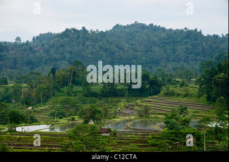 In der schönen Sideman Tal, Bali, in der Nähe von Iseh, werden die Reis-Terrassen für den Anbau von neuen Reisernte überschwemmt. Stockfoto