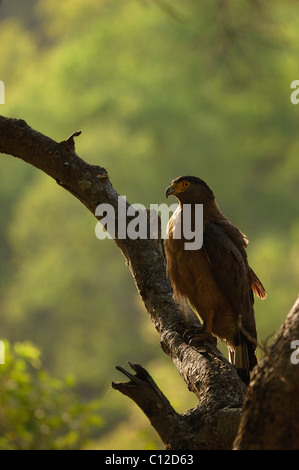 Crested Serpent Eagle Stockfoto