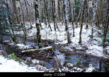 40,583.03042 gemischten Laub- und Nadelwald, mit meist jungen roten Erlen, kleines Bächlein, Schnee auf dem Boden, Oregon, USA Stockfoto