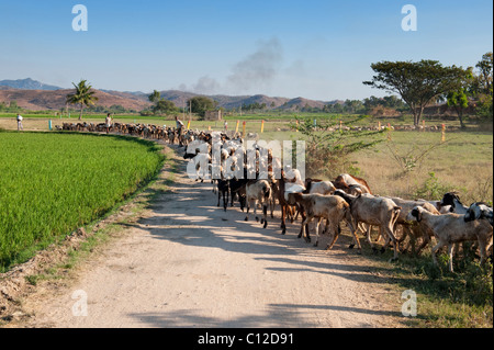 Herding domestizierten Ziegen in der ländlichen indische Gegend, Andhra Pradesh, Indien Stockfoto