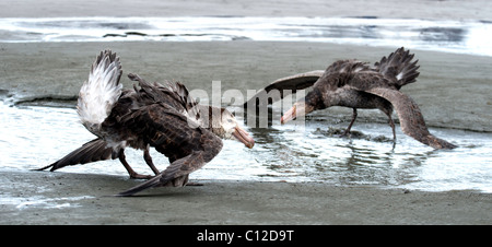 "Nördlichen Giant Petrel" Stockfoto