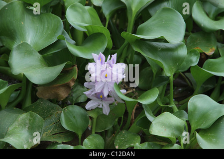 Wasser Pflanze Blumen Stockfoto