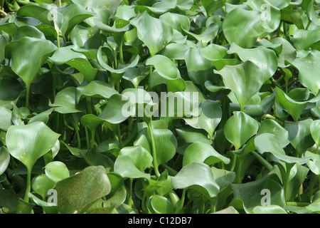 Grüne Wasserpflanzen Stockfoto