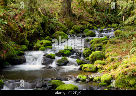 Eine Verdrehung Creek 40,237.06532 einen Wasserstrahl mit Moos bedeckt Felsen und einen sehr kleinen Stromschnellen fließt durch eine Feder grünen Wald. Stockfoto