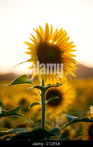 Anbau von Sonnenblumen in der indischen Landschaft, Andhra Pradesh, Indien Stockfoto