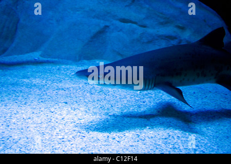 Zerlumpten Zahn Haie im Aquarium von Kapstadt Stockfoto