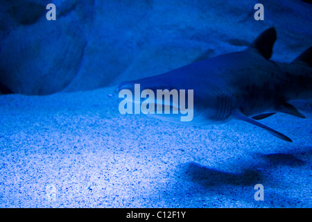 Zerlumpten Zahn Haie im Aquarium von Kapstadt Stockfoto