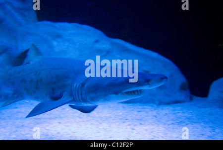 Zerlumpten Zahn Haie im Aquarium von Kapstadt Stockfoto