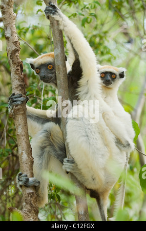 Golden-gekrönter Sifaka Lemur (Propithecus Tattersallli) Mutter & Baby, Fenamby Reserve, Daraina, Madagaskar stark gefährdet Stockfoto
