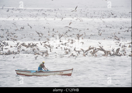 Fischer und massive Fütterung Herde, Pucusana, peruanischen Küste südlich von Lima, PERU Stockfoto