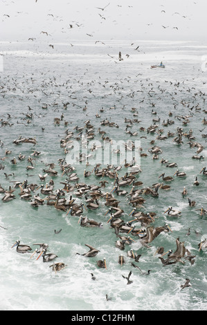 Peruanischen Pelikan (Pelecanus Thagus) Fischer und gigantische gemischte Seevogel Fütterung Herde, Humboldtstrom, Pucusana, Peru Stockfoto