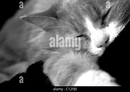 Ingwer Tabby Katze schläft Stockfoto