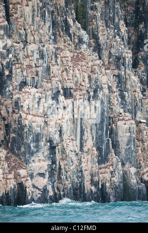 Dick-billed Murre oder Brünnich von Guillemot (Uria Lomvia) Verschachtelung Kolonie, Alkefjellet, Cape Fanshaw, Hinlopen Strait, Svalbard Stockfoto