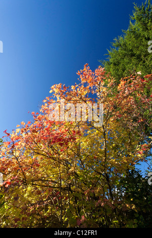 im Herbst fallen Ahornblätter im Vereinigten Königreich Stockfoto