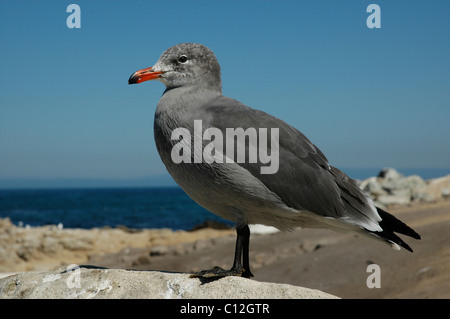 Heermann Möwe (Larus Heermanni), Kalifornien, USA Stockfoto