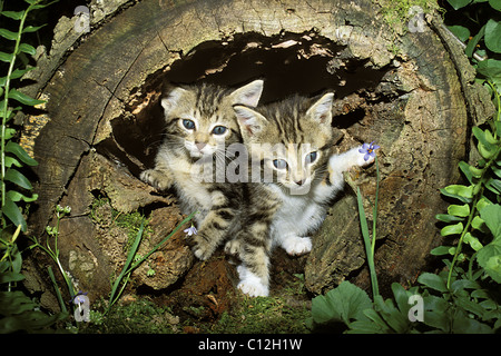 Zwei Tabby Kätzchen Peek heraus aus hohlen Protokoll während des Spielens im Sommer Schatten Garten Stockfoto