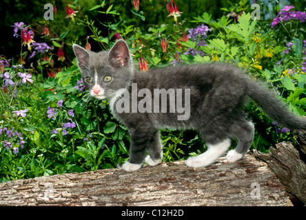 Black And White Kitten auf Log umgeben von blühenden Wildblumen Stockfoto