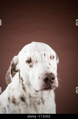 Porträt der Leber entdeckt Dalmatiner vor dem braunen Hintergrund. Stockfoto