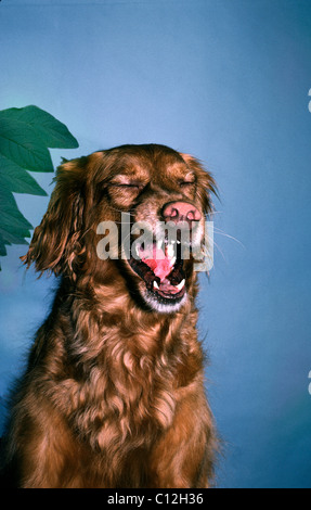 Irish Red Setter Hund macht eine erstaunliche und lustige Gesicht, möglicherweise Gähnen Midwest USA Stockfoto