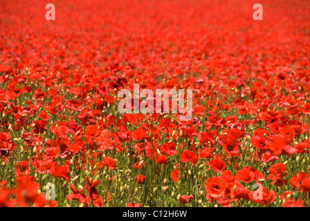 Ein Teppich aus Mohnblumen auf ein Naturschutzgebiet im englischen Worcestershire Stockfoto