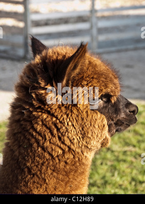 Nahaufnahme von Alpaka - Vicugna Pacos, eine domestizierte südamerikanischen Kameliden - auf eine Alpaka-Farm. Stockfoto