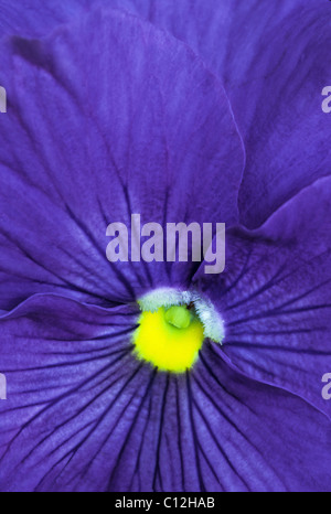 Nahaufnahme von lila violette Blüten, Viola cucullata Stockfoto