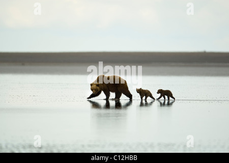 Grizzly Bär Mutter mit jungen am Strand nach Muscheln Graben Wattflächen. Stockfoto