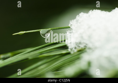 USA, New York State, New York City, Schneeschmelze auf Rasen, Nahaufnahme Stockfoto