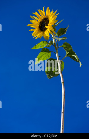 SONNENBLUME FÜR DEN HIMMEL ERREICHEN Stockfoto