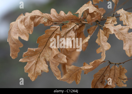 Winter-Blätter an den Baum hängen Stockfoto