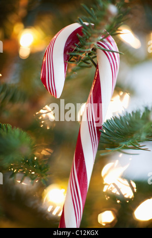 Nahaufnahme der Zuckerstange hängen, Weihnachtsbaum, Studio gedreht Stockfoto