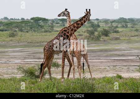 Stock Foto von Giraffen Anzeige Zucht Verhalten. Stockfoto