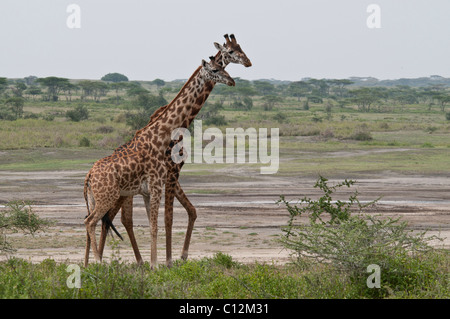 Stock Foto von Giraffen Anzeige Zucht Verhalten. Stockfoto