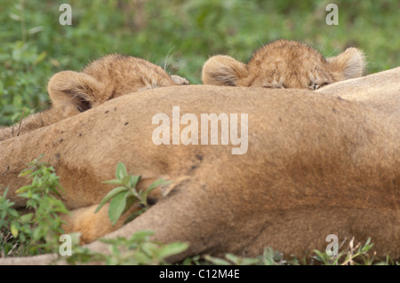 Stock Foto von Löwenbabys Krankenpflege. Stockfoto