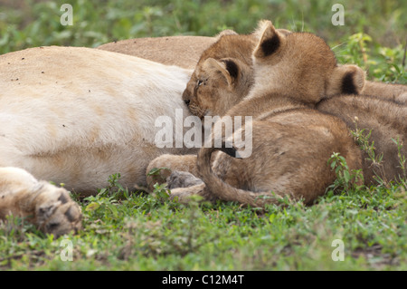 Stock Foto von Löwenbabys Krankenpflege. Stockfoto