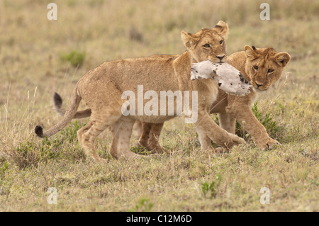 Stock Foto von zwei jungen Löwen, die das Spiel mit den Schädel eines Zebras. Stockfoto