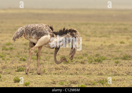 Stock Foto von einer weiblichen Masai Strauß anzeigen einen Zucht-Tanz. Stockfoto