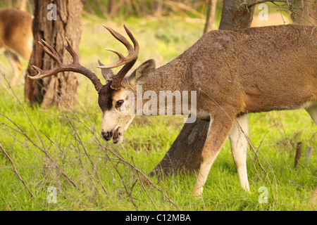 Eine große schwarz - Tailed Hirsche buck Mitte Biss. Stockfoto