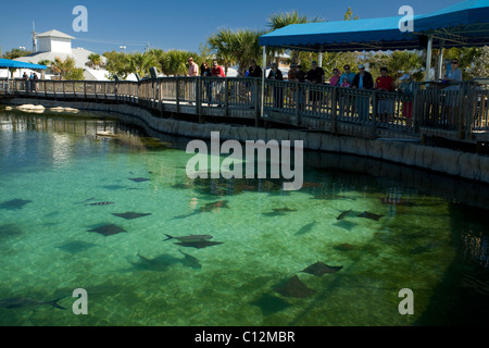 Die Florida ozeanographische Coastal Center in Stuart, Florida Häuser Pool von Fisch und anderen Meerestieren in der Mitte. Stockfoto