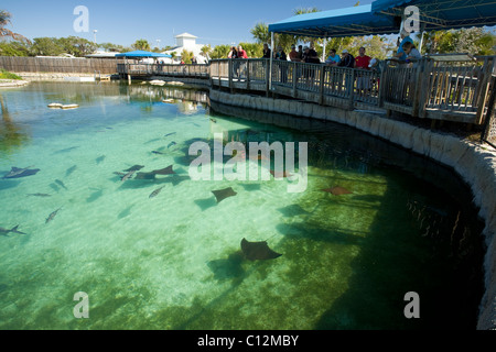 Die Florida ozeanographische Coastal Center in Stuart, Florida Häuser Pool von Fisch und anderen Meerestieren in der Mitte. Stockfoto