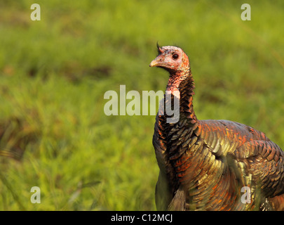 Ein wilder Truthahn Tom in Balz Farben. Stockfoto