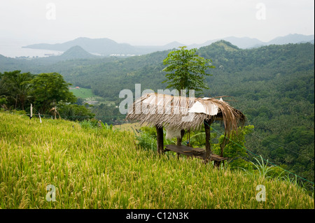 Eine schöne Reis Terrasse in Bali, Indonesien mit einer Nahaufnahme Reife Reis geerntet werden. Stockfoto