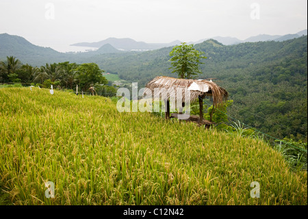 Eine schöne Reis Terrasse in Bali, Indonesien mit einer Nahaufnahme Reife Reis geerntet werden. Stockfoto