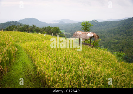 Eine schöne Reis Terrasse in Bali, Indonesien mit einer Nahaufnahme Reife Reis geerntet werden. Stockfoto