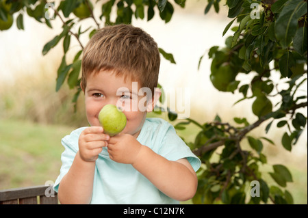 niedliche kleine Junge begeistert Birne vom Baum pflücken Stockfoto